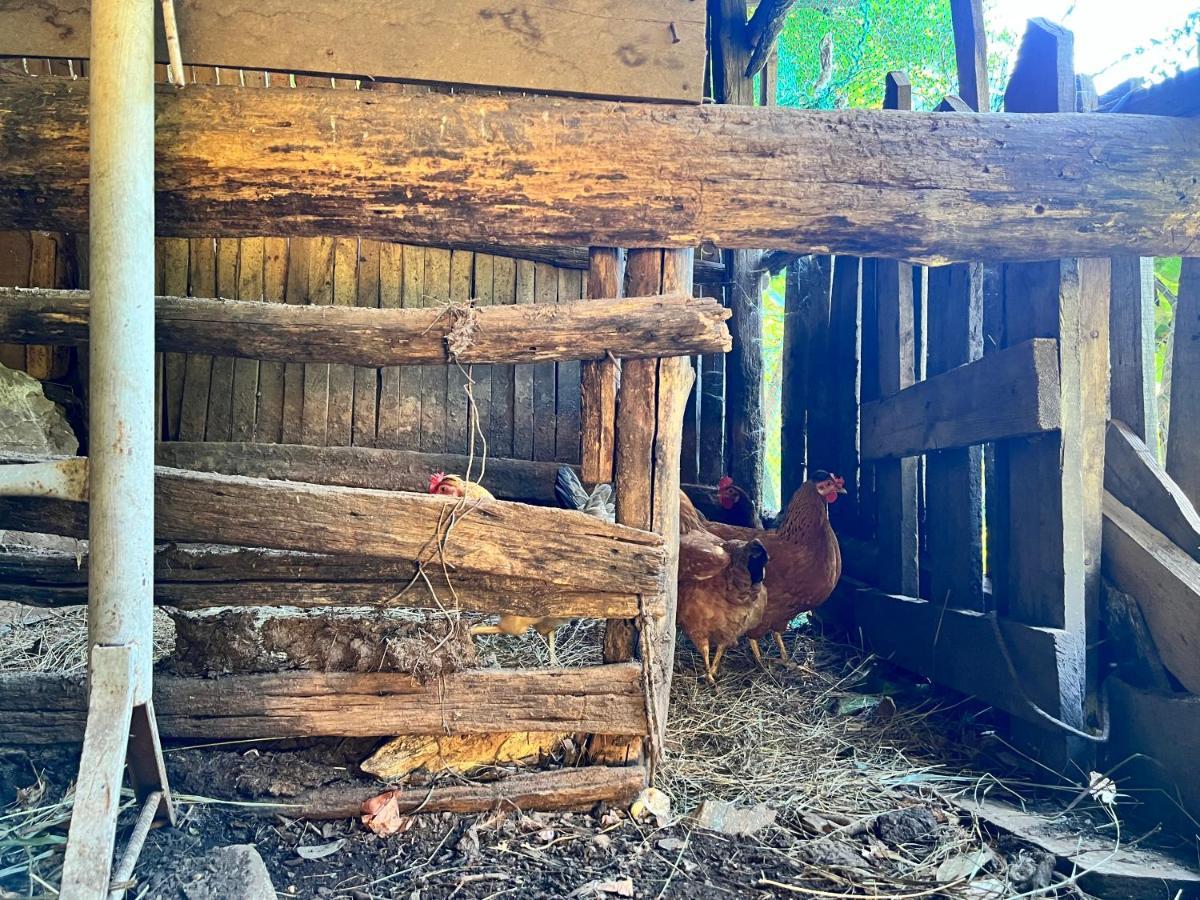 Neomalsore Agrotourism, Komani Lake Hotel Bagian luar foto